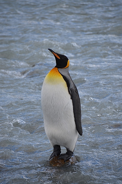 214_Antarctica_South_Georgia_Saint_Andrews_Bay_King_Penguin_Rookery.JPG