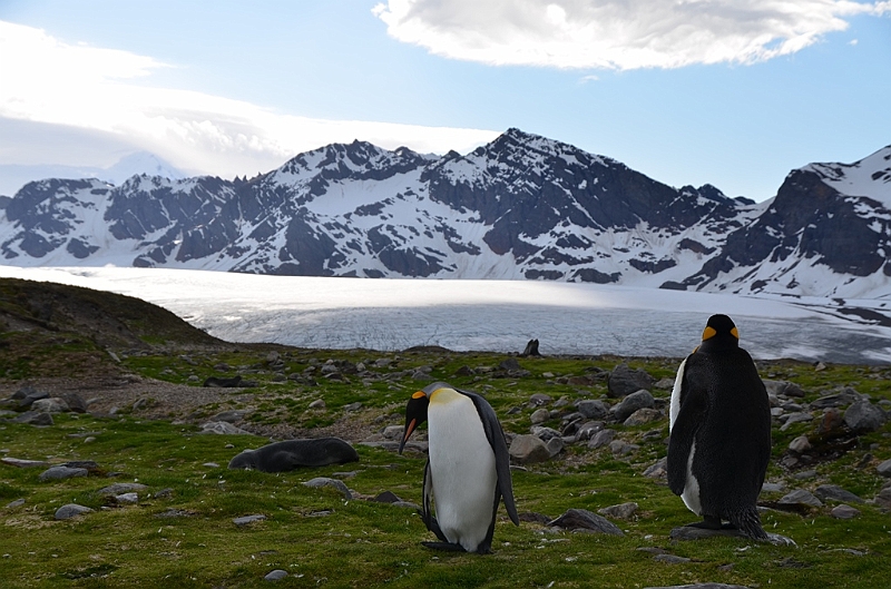 219_Antarctica_South_Georgia_Saint_Andrews_Bay.JPG