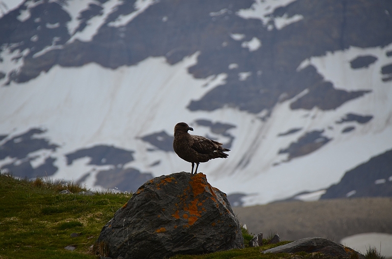 225_Antarctica_South_Georgia_Saint_Andrews_Bay.JPG