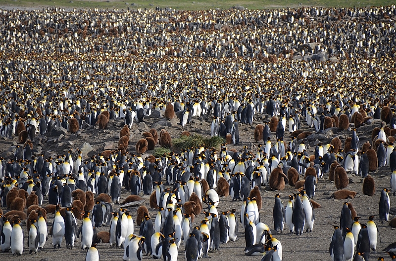 230_Antarctica_South_Georgia_Saint_Andrews_Bay_King_Penguin_Rookery.JPG