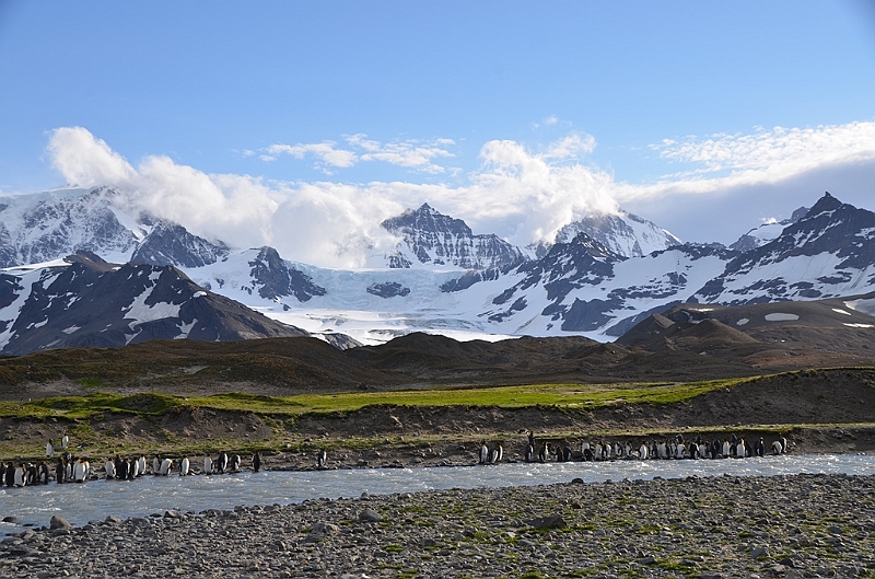 242_Antarctica_South_Georgia_Saint_Andrews_Bay.JPG