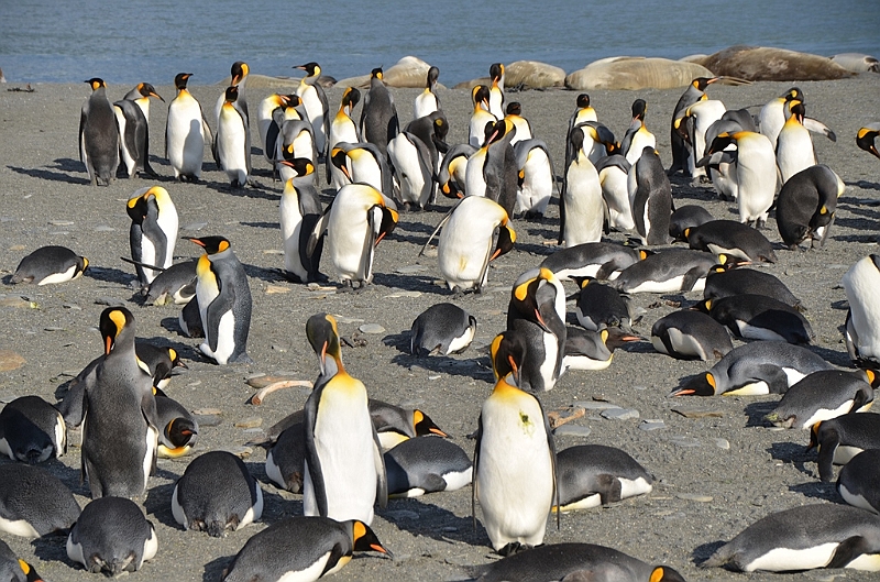 250_Antarctica_South_Georgia_Saint_Andrews_Bay_King_Penguin_Rookery.JPG