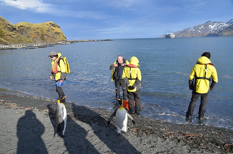 261_Antarctica_South_Georgia_Saint_Andrews_Bay.JPG