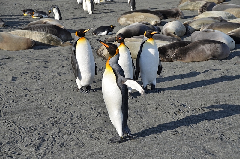 263_Antarctica_South_Georgia_Saint_Andrews_Bay_King_Penguin_Rookery.JPG