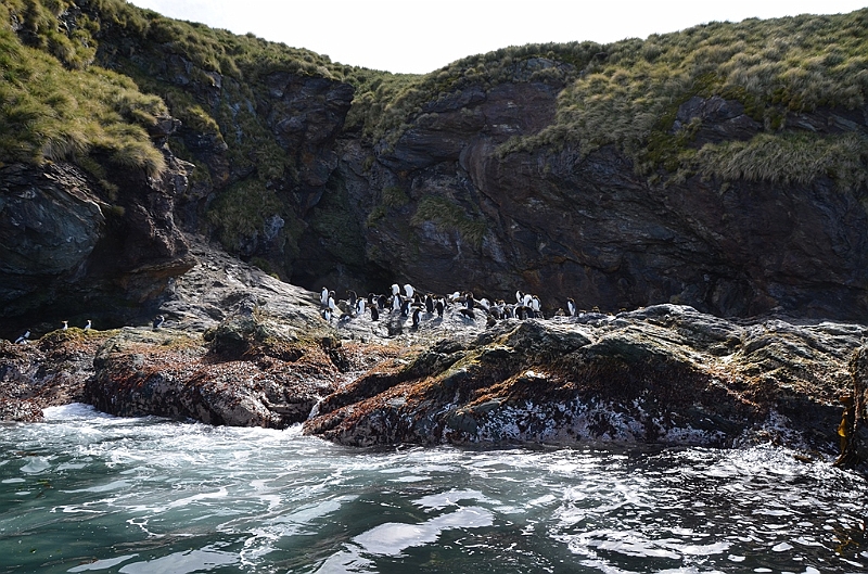 290_Antarctica_South_Georgia_Cooper_Bay.JPG
