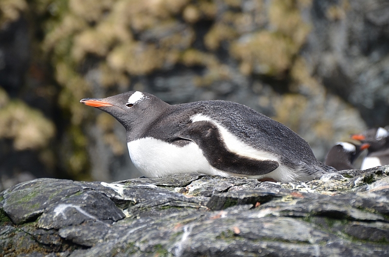 301_Antarctica_South_Georgia_Cooper_Bay_Eselspinguin.JPG