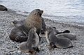 049_Antarctica_South_Georgia_Fortuna_Bay_Fur_Seals