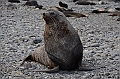 050_Antarctica_South_Georgia_Fortuna_Bay_Fur_Seals