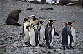 054_Antarctica_South_Georgia_Fortuna_Bay_King_Penguin