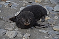 055_Antarctica_South_Georgia_Fortuna_Bay_Fur_Seals