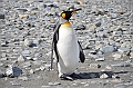 057_Antarctica_South_Georgia_Fortuna_Bay_King_Penguin
