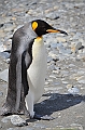 058_Antarctica_South_Georgia_Fortuna_Bay_King_Penguin
