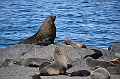 059_Antarctica_South_Georgia_Fortuna_Bay_Fur_Seals
