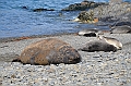061_Antarctica_South_Georgia_Fortuna_Bay_Elephant_Seal
