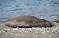 066_Antarctica_South_Georgia_Fortuna_Bay_Elephant_Seal