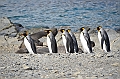 067_Antarctica_South_Georgia_Fortuna_Bay_King_Penguin