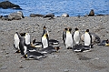 068_Antarctica_South_Georgia_Fortuna_Bay_King_Penguin