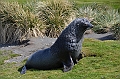 077_Antarctica_South_Georgia_Fortuna_Bay_Fur_Seals