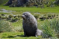 078_Antarctica_South_Georgia_Fortuna_Bay_Fur_Seals