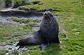 079_Antarctica_South_Georgia_Fortuna_Bay_Fur_Seals