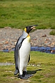 082_Antarctica_South_Georgia_Fortuna_Bay_King_Penguin