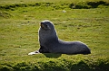 085_Antarctica_South_Georgia_Fortuna_Bay_Fur_Seals