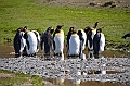 087_Antarctica_South_Georgia_Fortuna_Bay_King_Penguin