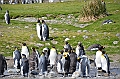 091_Antarctica_South_Georgia_Fortuna_Bay_King_Penguin