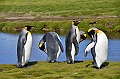 101_Antarctica_South_Georgia_Fortuna_Bay_King_Penguin