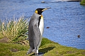 102_Antarctica_South_Georgia_Fortuna_Bay_King_Penguin