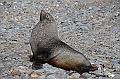 104_Antarctica_South_Georgia_Fortuna_Bay_Fur_Seals