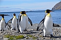 105_Antarctica_South_Georgia_Fortuna_Bay_King_Penguin