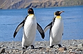 106_Antarctica_South_Georgia_Fortuna_Bay_King_Penguin
