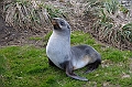 125_Antarctica_South_Georgia_Grytviken_Fur_Seals