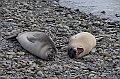 126_Antarctica_South_Georgia_Grytviken_Fur_Seals
