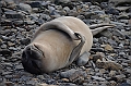 127_Antarctica_South_Georgia_Grytviken_Fur_Seals
