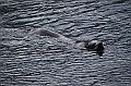 128_Antarctica_South_Georgia_Grytviken_Fur_Seals
