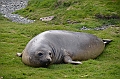 132_Antarctica_South_Georgia_Grytviken_Fur_Seals