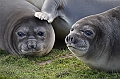 134_Antarctica_South_Georgia_Grytviken_Fur_Seals