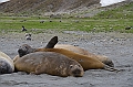 199_Antarctica_South_Georgia_Saint_Andrews_Bay_Fur_Seals