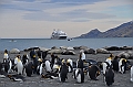 200_Antarctica_South_Georgia_Saint_Andrews_Bay_King_Penguin_Rookery
