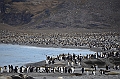201_Antarctica_South_Georgia_Saint_Andrews_Bay_King_Penguin_Rookery