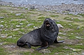 205_Antarctica_South_Georgia_Saint_Andrews_Bay_Fur_Seals