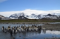 207_Antarctica_South_Georgia_Saint_Andrews_Bay_King_Penguin_Rookery