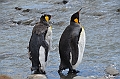 208_Antarctica_South_Georgia_Saint_Andrews_Bay_King_Penguin_Rookery