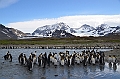 209_Antarctica_South_Georgia_Saint_Andrews_Bay_King_Penguin_Rookery