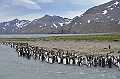 210_Antarctica_South_Georgia_Saint_Andrews_Bay_King_Penguin_Rookery