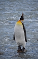 213_Antarctica_South_Georgia_Saint_Andrews_Bay_King_Penguin_Rookery