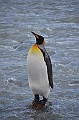 214_Antarctica_South_Georgia_Saint_Andrews_Bay_King_Penguin_Rookery