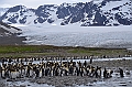 216_Antarctica_South_Georgia_Saint_Andrews_Bay_King_Penguin_Rookery